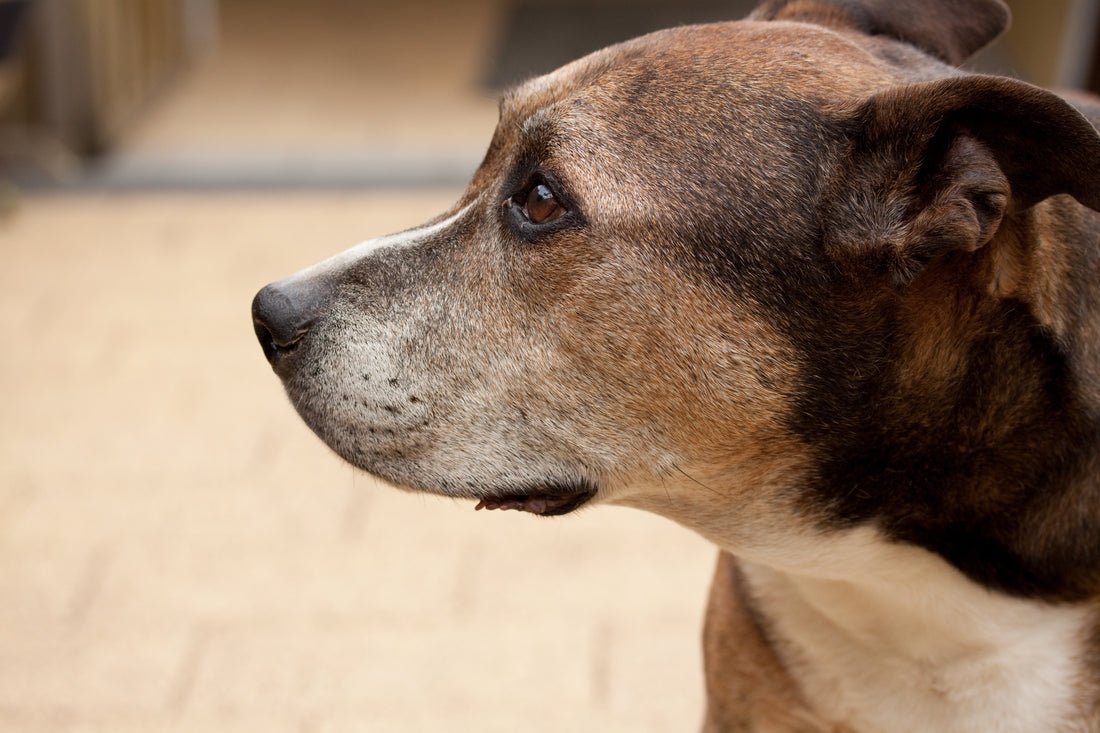 Can Sudocrem Be Used On Dogs? Find Out Here!