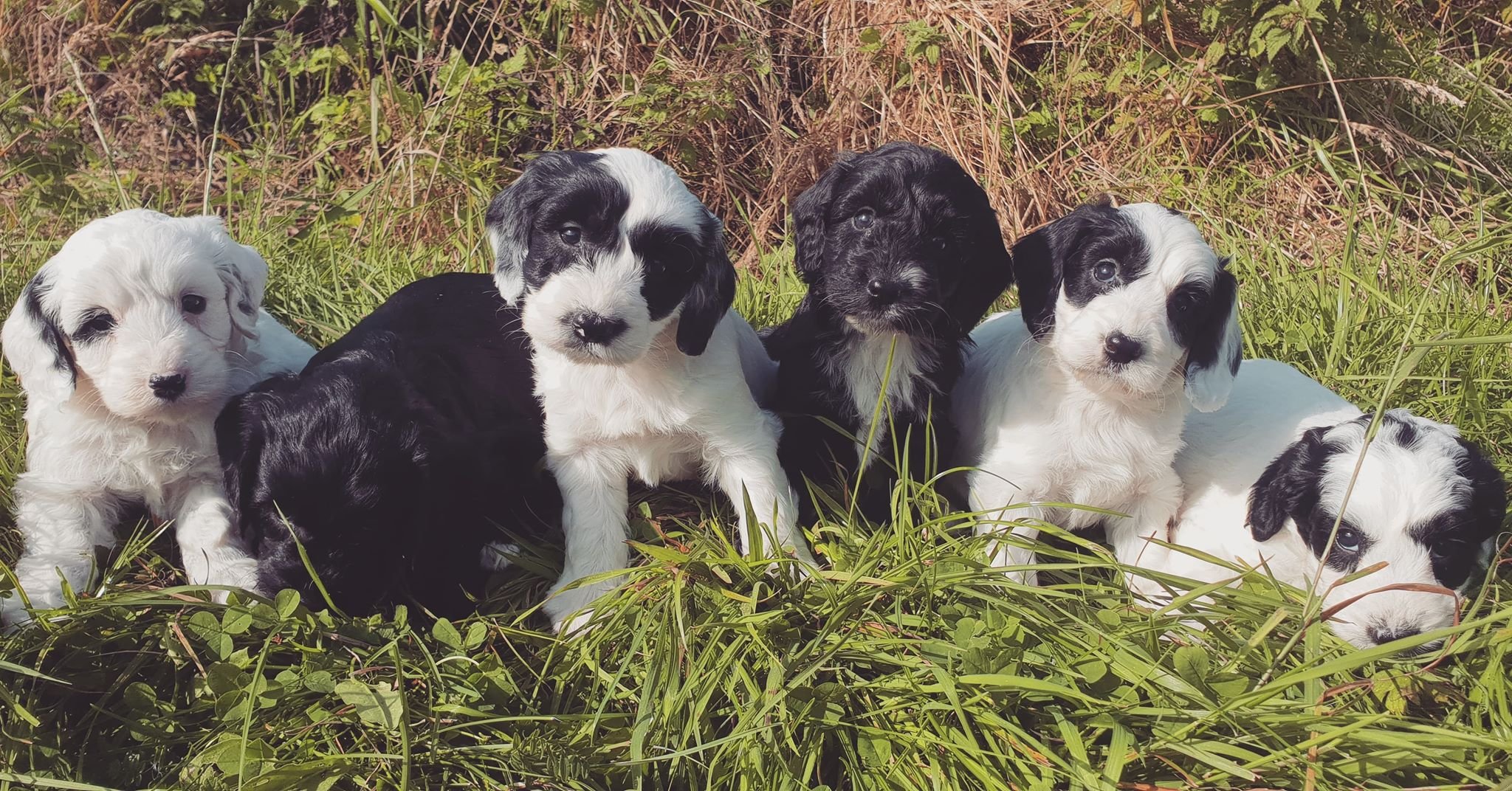Cockapoo Puppies For Sale In Scotland: Find Your Perfect Companion